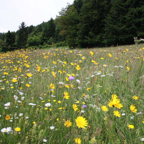 prairie fleurie